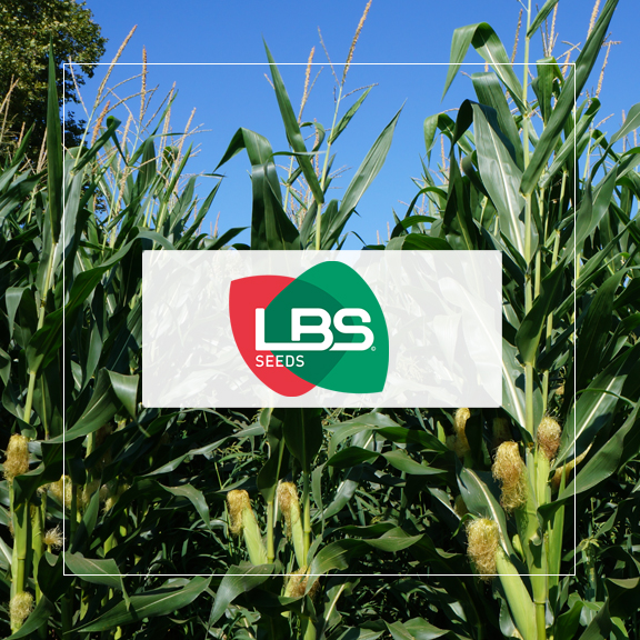 LBS Seeds – Coopérative LUR BERRI